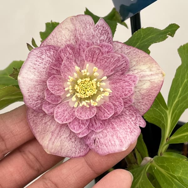 クリスマスローズ：ベーシックダブル26-15／1.5Lポット【現品販売】