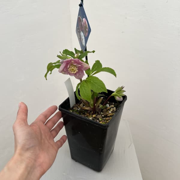 クリスマスローズ：ベーシックダブル26-15／1.5Lポット【現品販売】