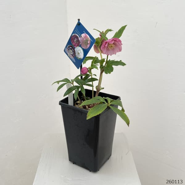 クリスマスローズ：ベーシックダブル26-16／1.5Lポット【現品販売】