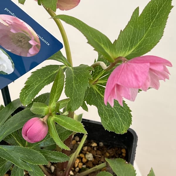 クリスマスローズ：ベーシックダブル26-16／1.5Lポット【現品販売】