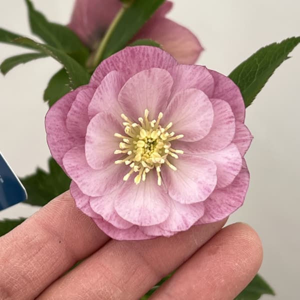 クリスマスローズ：ベーシックダブル26-16／1.5Lポット【現品販売】