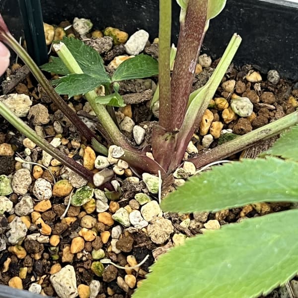 クリスマスローズ：ベーシックダブル26-16／1.5Lポット【現品販売】