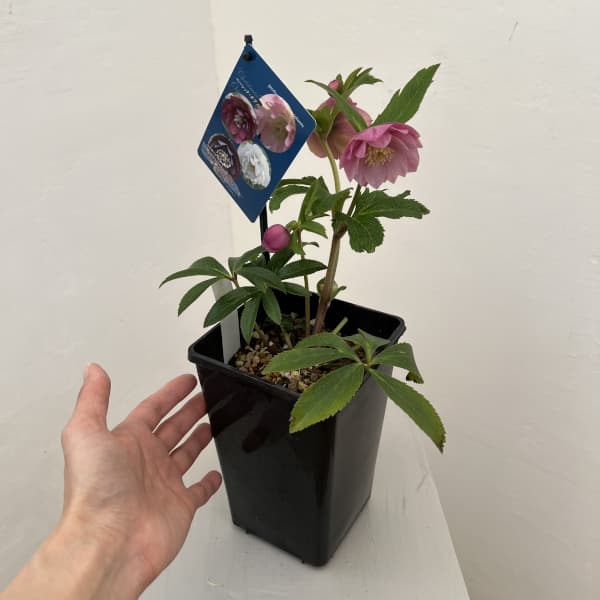 クリスマスローズ：ベーシックダブル26-16／1.5Lポット【現品販売】