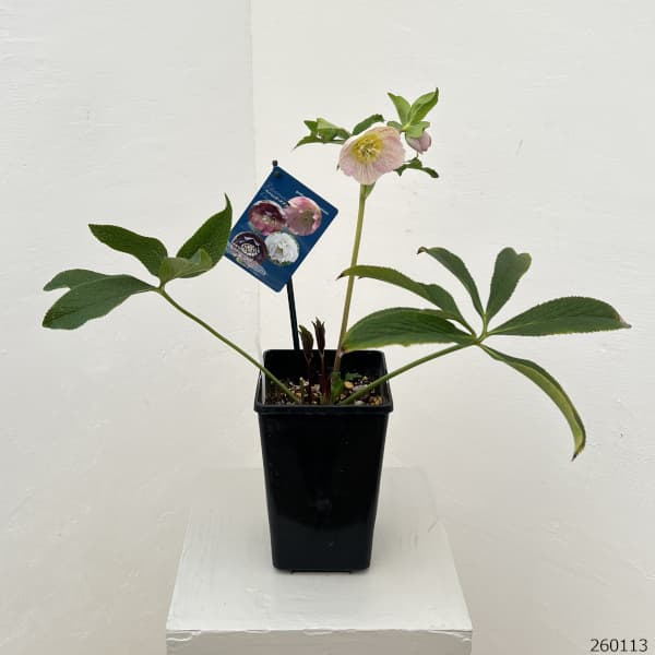 クリスマスローズ：ベーシックダブル26-17セミダブル／1.5Lポット【現品販売】