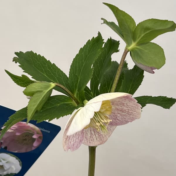 クリスマスローズ：ベーシックダブル26-17セミダブル／1.5Lポット【現品販売】