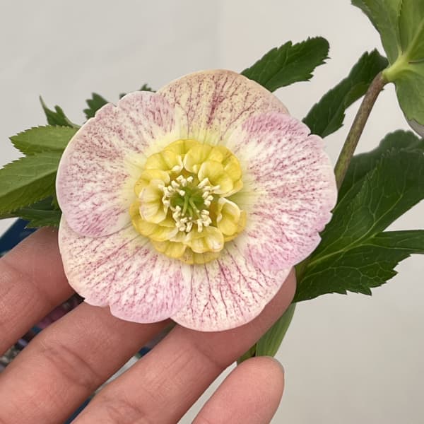 クリスマスローズ：ベーシックダブル26-17セミダブル／1.5Lポット【現品販売】