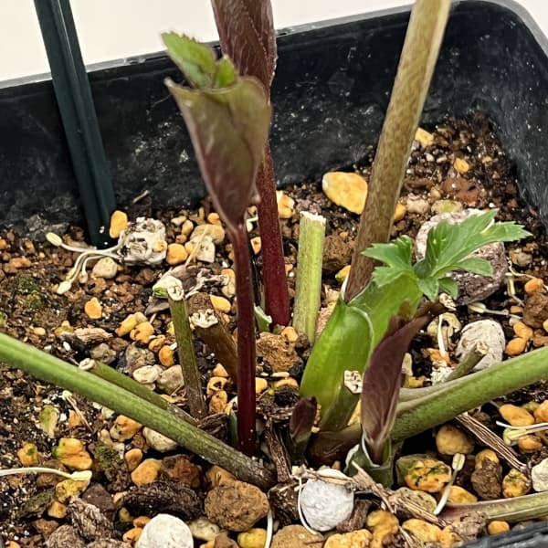 クリスマスローズ：ベーシックダブル26-17セミダブル／1.5Lポット【現品販売】