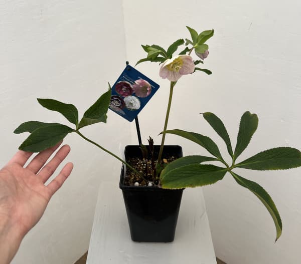 クリスマスローズ：ベーシックダブル26-17セミダブル／1.5Lポット【現品販売】