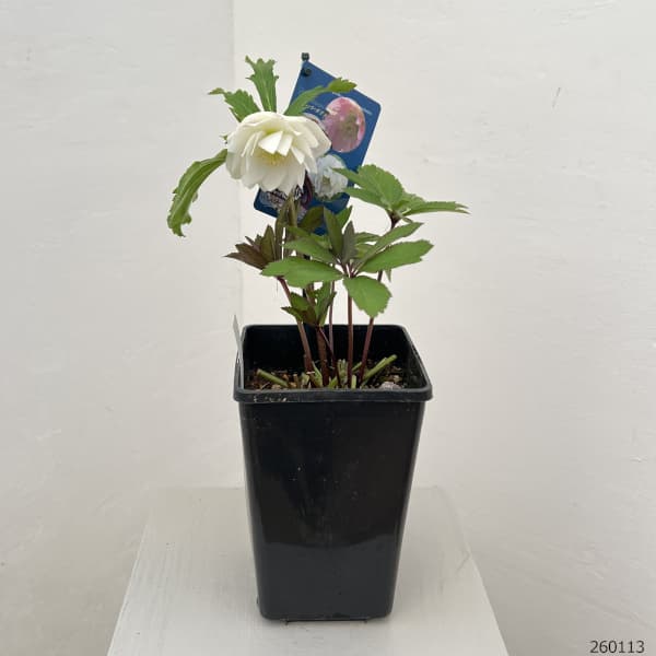 クリスマスローズ：ベーシックダブル26-18／1.5Lポット【現品販売】