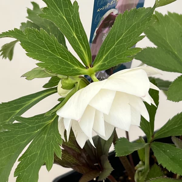 クリスマスローズ：ベーシックダブル26-18／1.5Lポット【現品販売】