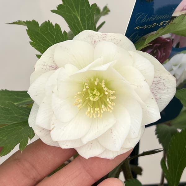 クリスマスローズ：ベーシックダブル26-18／1.5Lポット【現品販売】