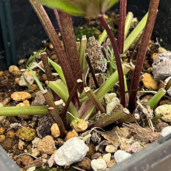 クリスマスローズ：ベーシックダブル26-18／1.5Lポット【現品販売】