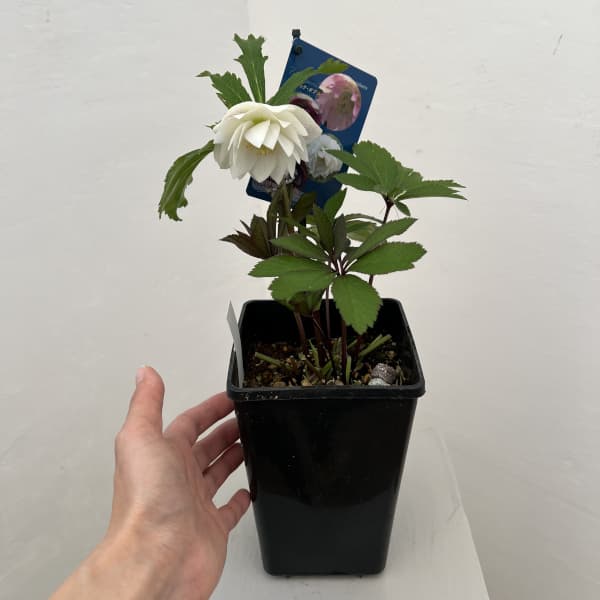 クリスマスローズ：ベーシックダブル26-18／1.5Lポット【現品販売】