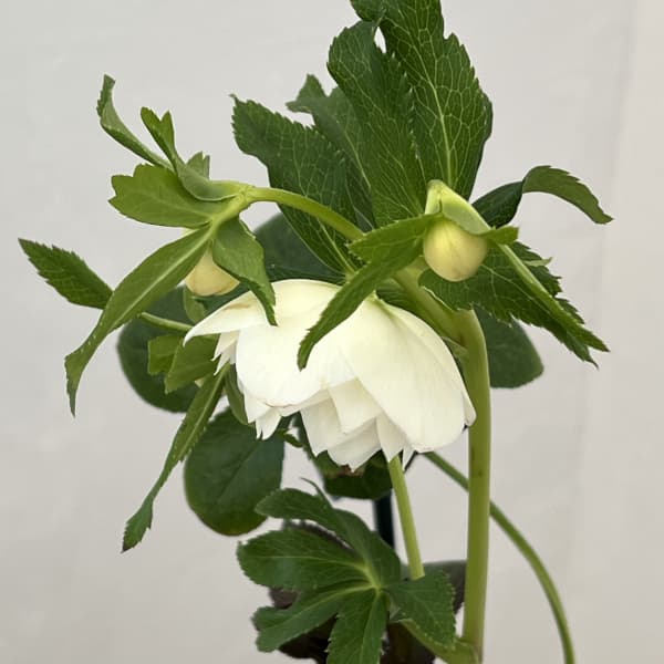 クリスマスローズ：ベーシックダブル26-19／1.5Lポット【現品販売】