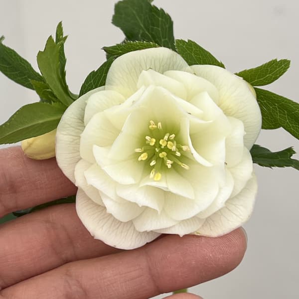 クリスマスローズ：ベーシックダブル26-19／1.5Lポット【現品販売】