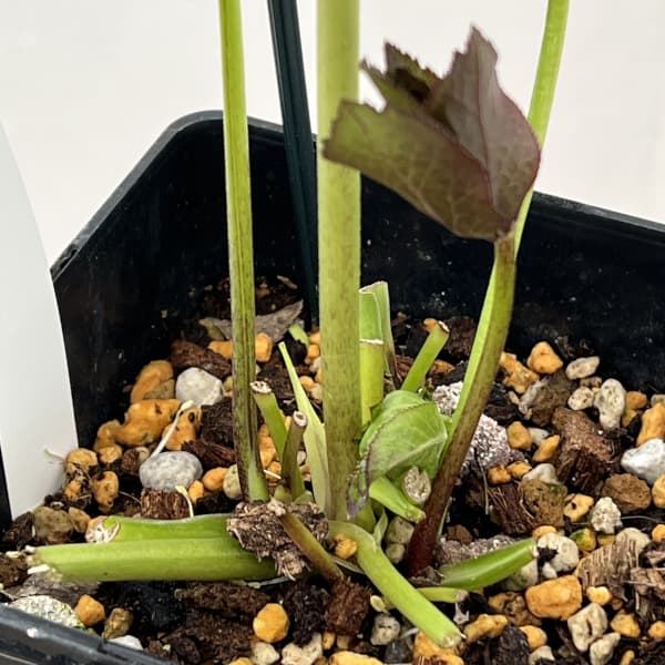 クリスマスローズ：ベーシックダブル26-19／1.5Lポット【現品販売】