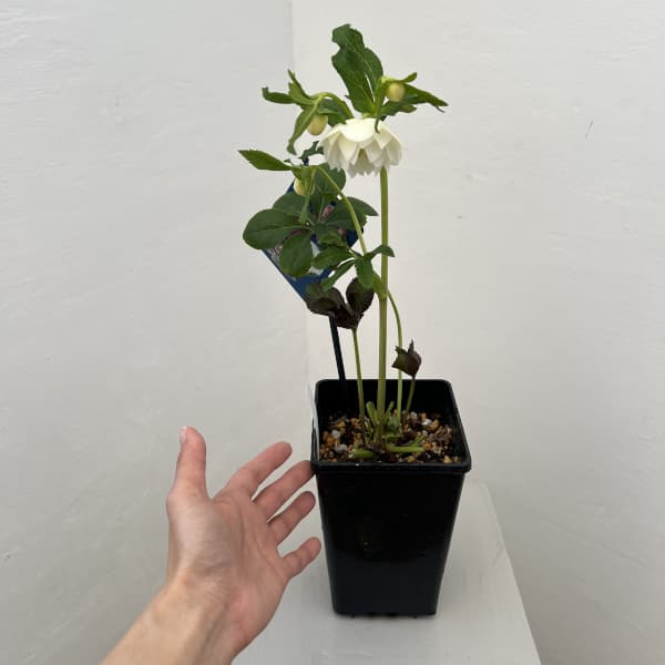 クリスマスローズ：ベーシックダブル26-19／1.5Lポット【現品販売】