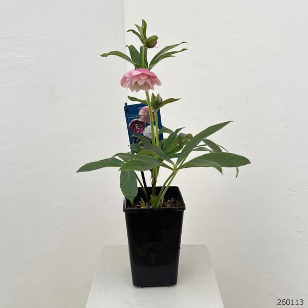 クリスマスローズ：ベーシックダブル26-20／1.5Lポット【現品販売】