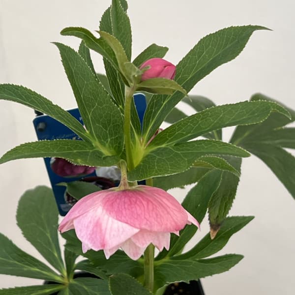 クリスマスローズ：ベーシックダブル26-20／1.5Lポット【現品販売】