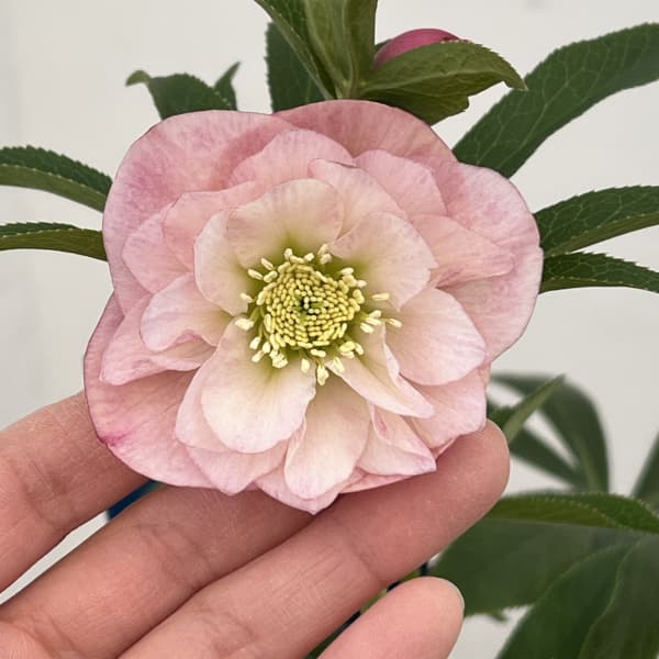 クリスマスローズ：ベーシックダブル26-20／1.5Lポット【現品販売】