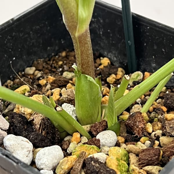 クリスマスローズ：ベーシックダブル26-20／1.5Lポット【現品販売】