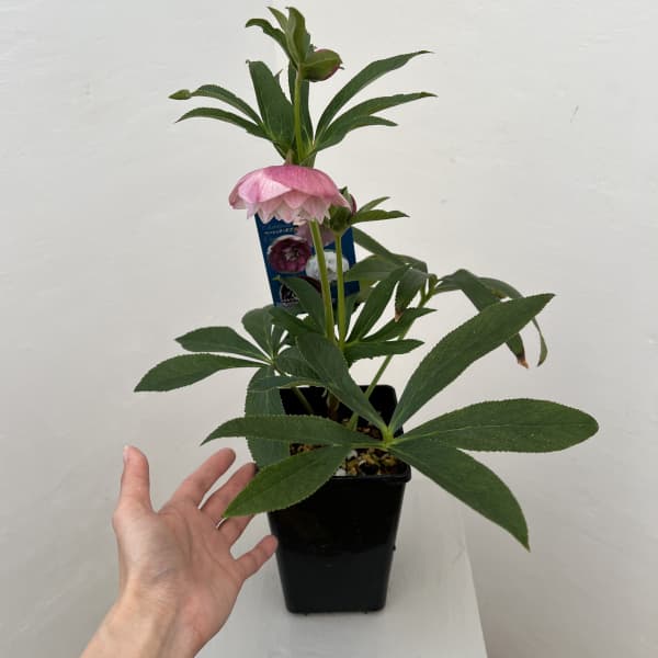 クリスマスローズ：ベーシックダブル26-20／1.5Lポット【現品販売】