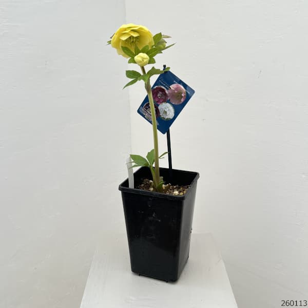 クリスマスローズ：ベーシックダブル26-21／1.5Lポット【現品販売】