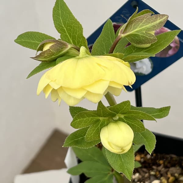 クリスマスローズ：ベーシックダブル26-21／1.5Lポット【現品販売】