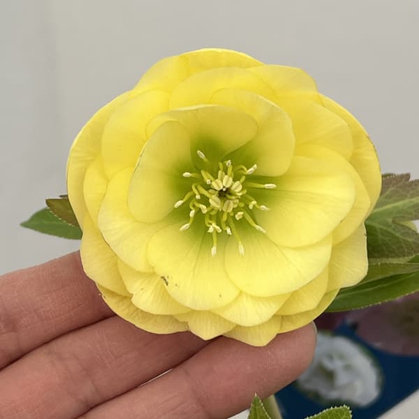 クリスマスローズ：ベーシックダブル26-21／1.5Lポット【現品販売】