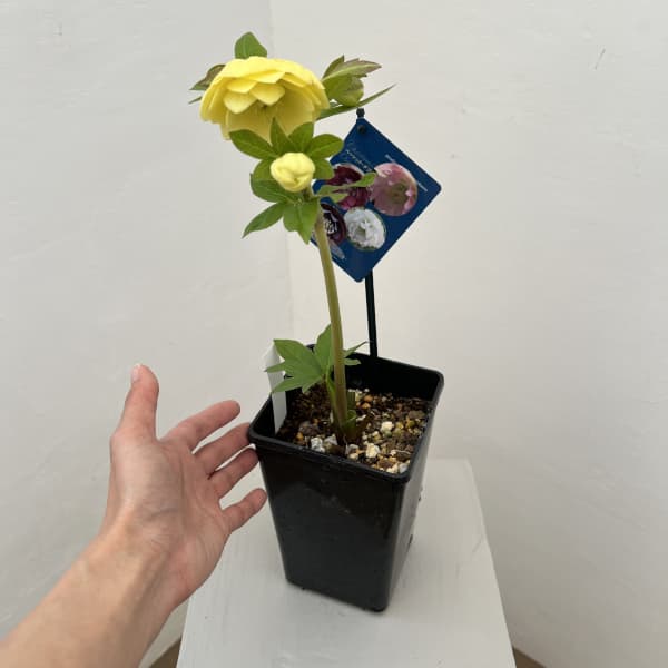 クリスマスローズ：ベーシックダブル26-21／1.5Lポット【現品販売】