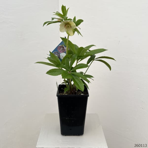 クリスマスローズ：ベーシックダブル26-22セミダブル／1.5Lポット【現品販売】