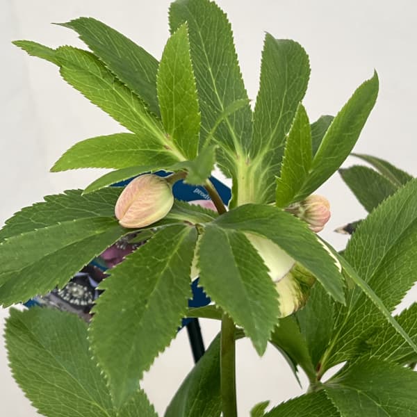 クリスマスローズ：ベーシックダブル26-22セミダブル／1.5Lポット【現品販売】