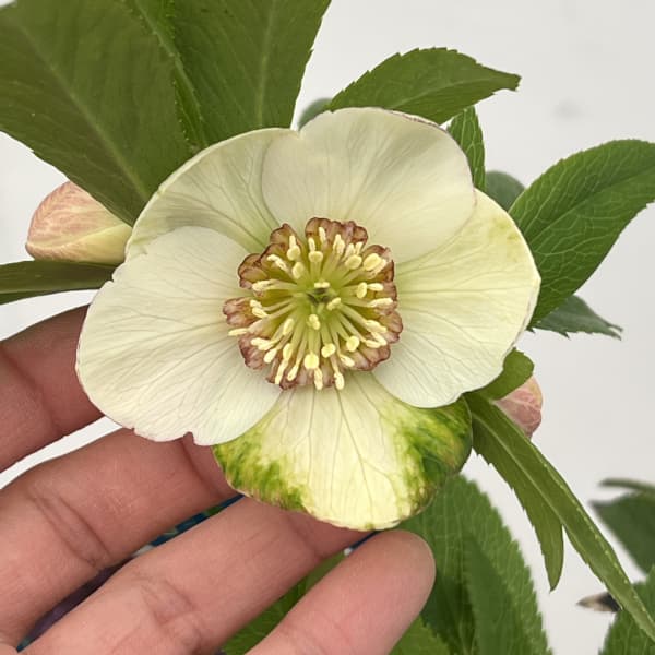 クリスマスローズ：ベーシックダブル26-22セミダブル／1.5Lポット【現品販売】