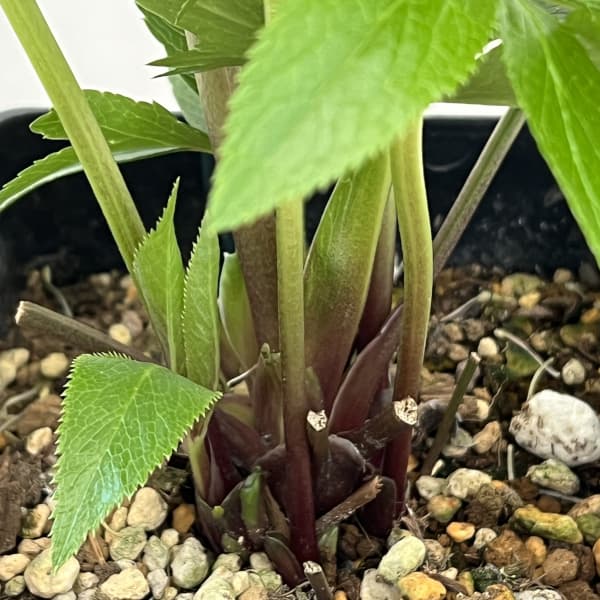 クリスマスローズ：ベーシックダブル26-22セミダブル／1.5Lポット【現品販売】