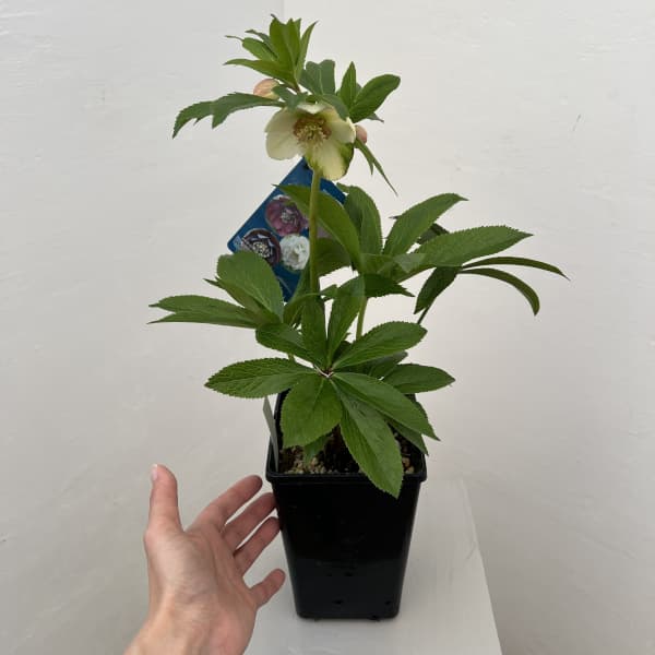 クリスマスローズ：ベーシックダブル26-22セミダブル／1.5Lポット【現品販売】