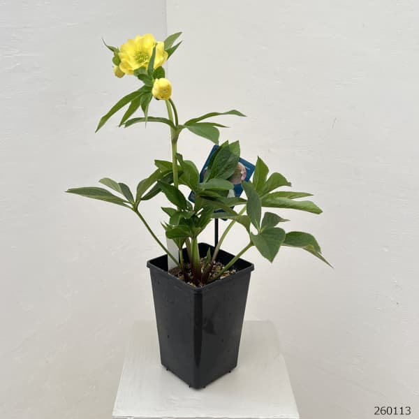 クリスマスローズ：ベーシックダブル26-23／1.5Lポット【現品販売】