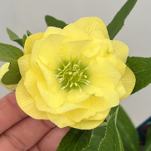 クリスマスローズ：ベーシックダブル26-23／1.5Lポット【現品販売】