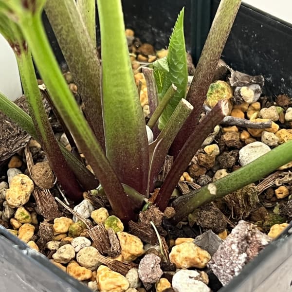 クリスマスローズ：ベーシックダブル26-23／1.5Lポット【現品販売】