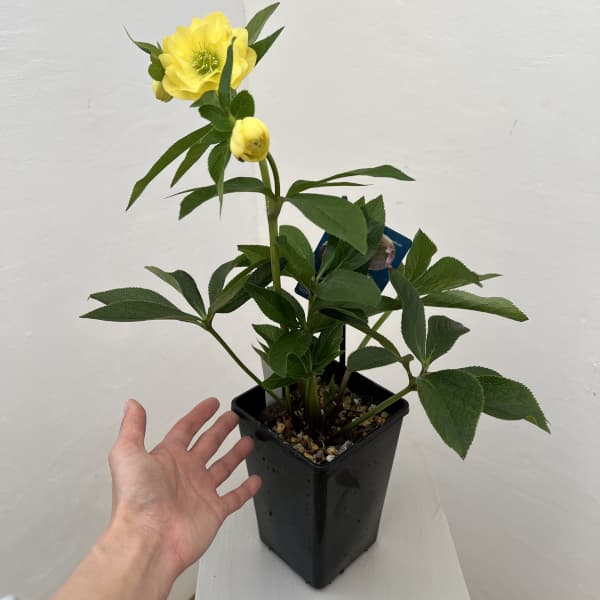 クリスマスローズ：ベーシックダブル26-23／1.5Lポット【現品販売】