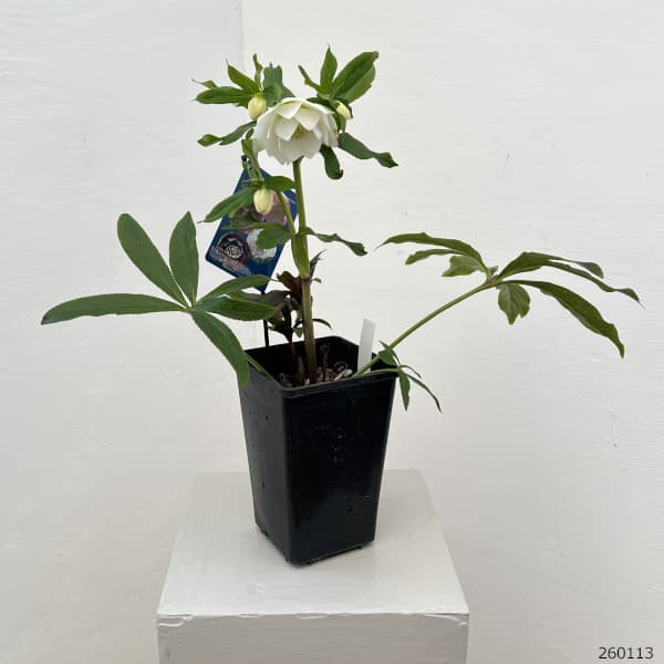 クリスマスローズ：ベーシックダブル26-24／1.5Lポット【現品販売】