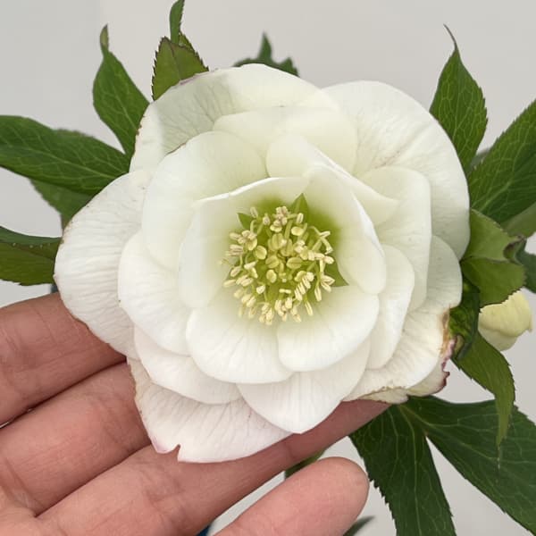 クリスマスローズ：ベーシックダブル26-24／1.5Lポット【現品販売】