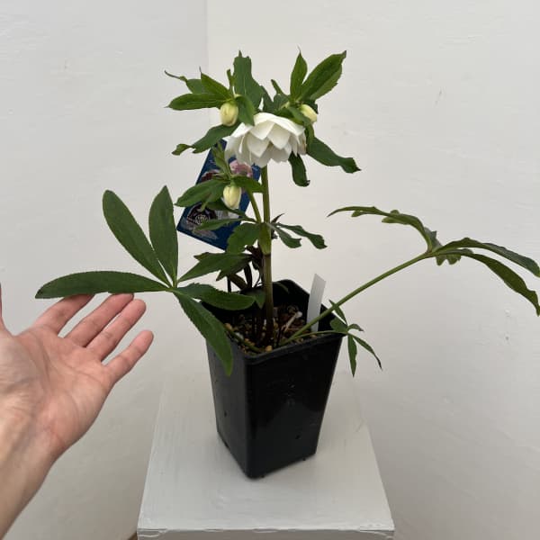 クリスマスローズ：ベーシックダブル26-24／1.5Lポット【現品販売】