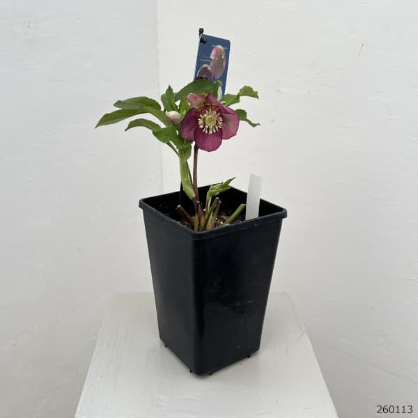 クリスマスローズ：ベーシックダブル26-25セミダブル／1.5Lポット【現品販売】