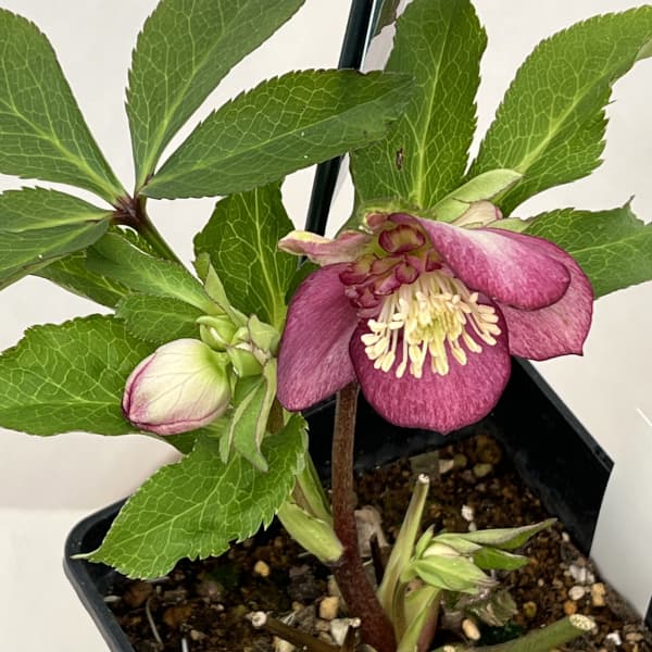 クリスマスローズ：ベーシックダブル26-25セミダブル／1.5Lポット【現品販売】