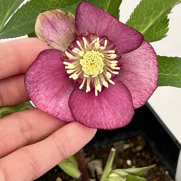 クリスマスローズ：ベーシックダブル26-25セミダブル／1.5Lポット【現品販売】