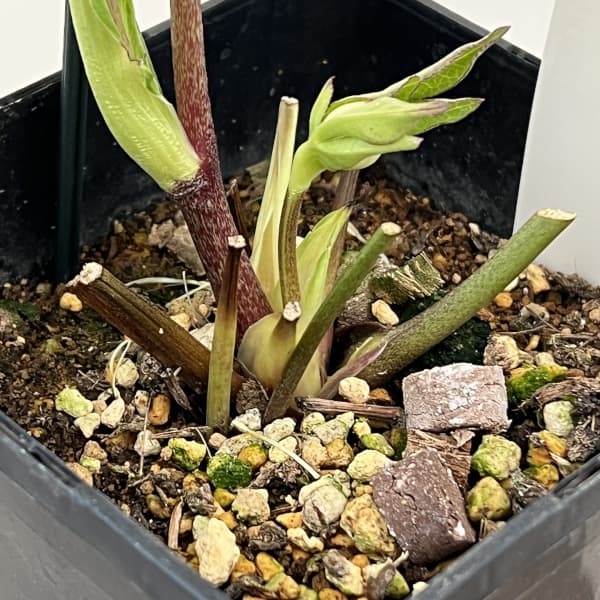 クリスマスローズ：ベーシックダブル26-25セミダブル／1.5Lポット【現品販売】