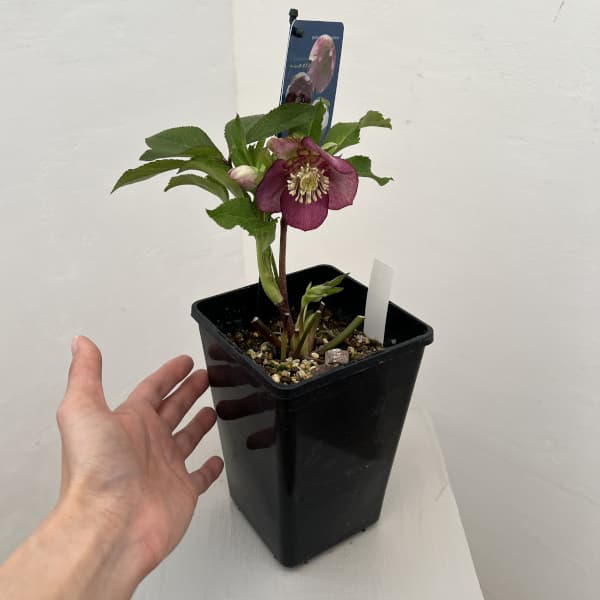 クリスマスローズ：ベーシックダブル26-25セミダブル／1.5Lポット【現品販売】