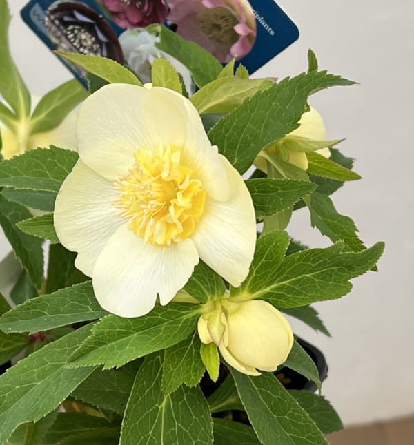 クリスマスローズ：ベーシックダブル26-26セミダブル／1.5Lポット【現品販売】