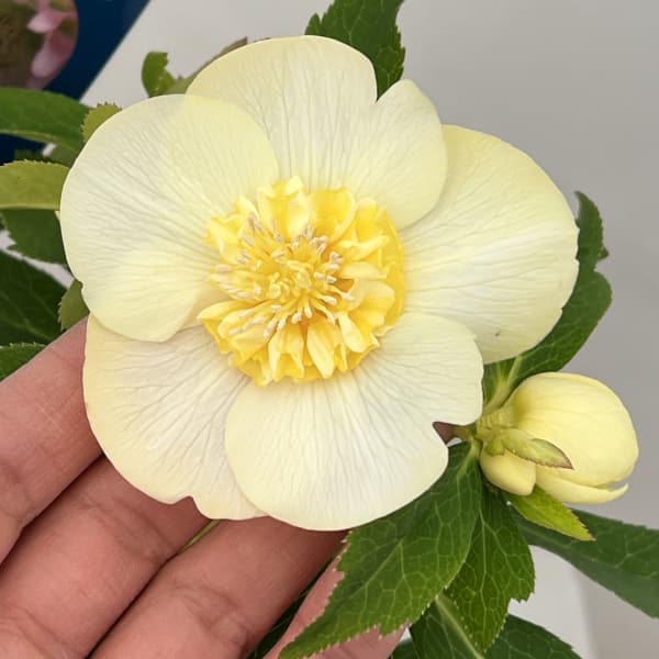 クリスマスローズ：ベーシックダブル26-26セミダブル／1.5Lポット【現品販売】