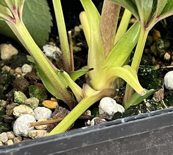 クリスマスローズ：ベーシックダブル26-26セミダブル／1.5Lポット【現品販売】